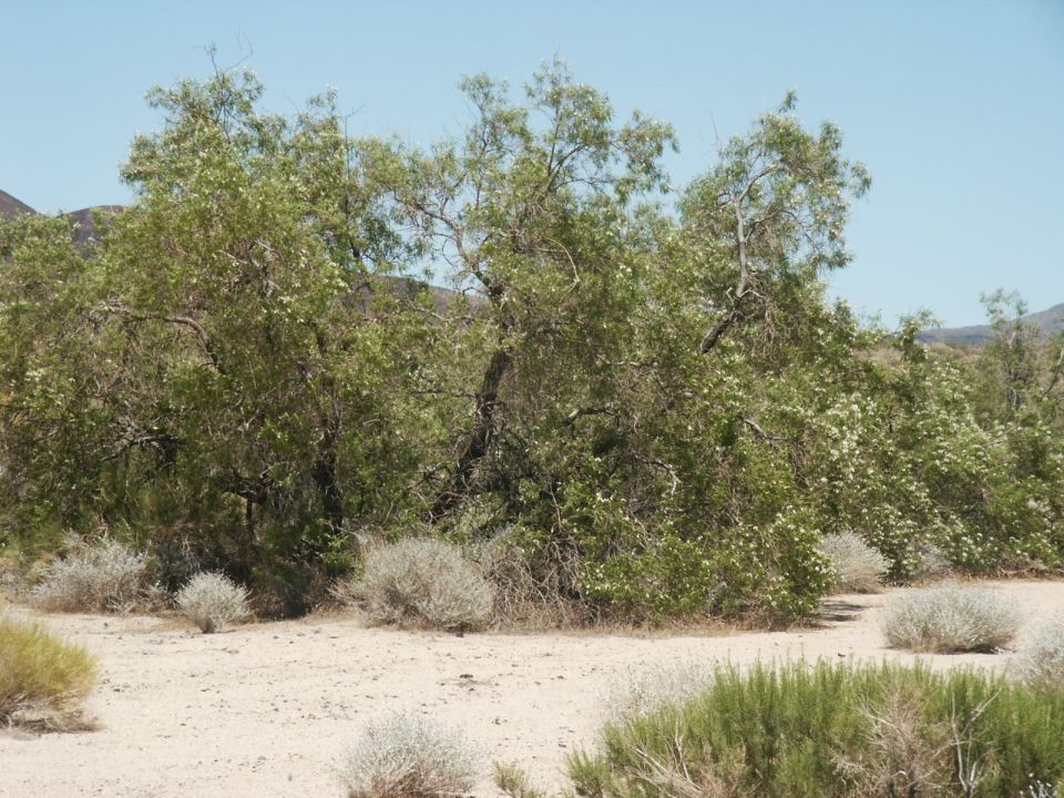 real tree in the desert.  dont know what kind....but one of a few I saw.