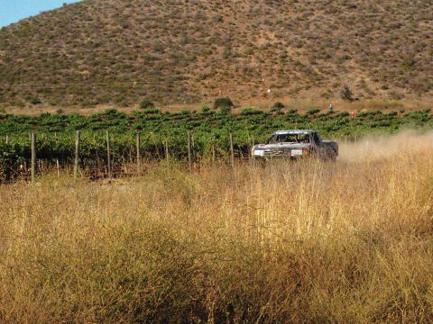 1986 Ford Bronco - Pickup truck races through a dry, grassy field with a vineyard and hill in the background.