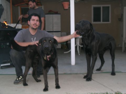 1995 Ford Probe - A man poses with two dogs while another man grills in the background at a backyard gathering.