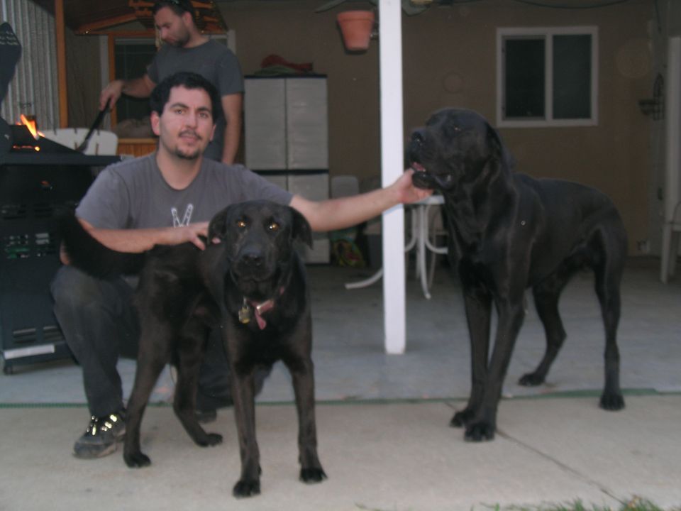 Man posing with two black dogs in a backyard. Another man is grilling in the background