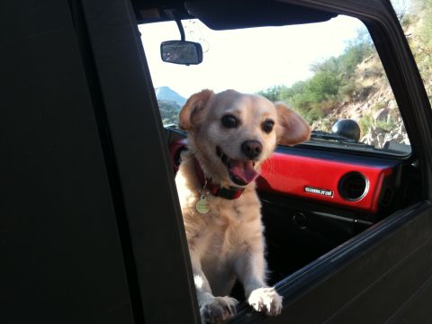1987 Suzuki Samurai - Dog enjoys a ride in a 1987 Suzuki Samurai, with the 'Samurai' badge visible on the dashboard.