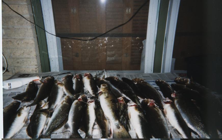Rows of freshly caught fish laid out on newspaper