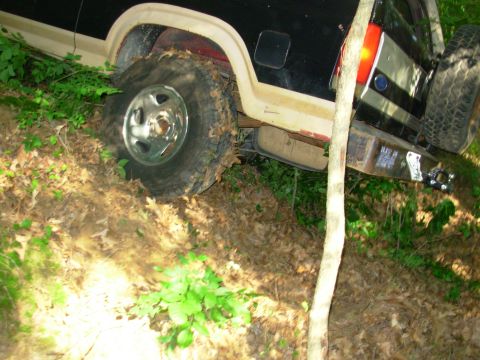 1983 Ford Bronco - Then it just walked right up.