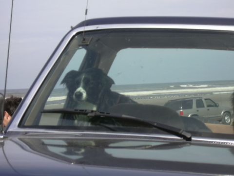 1991 Ford Bronco - Where's da beach?