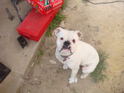 1992 Ford Bronco - A white bulldog is pictured sitting on the ground next to a red toolbox and a box of Coca-Cola.
