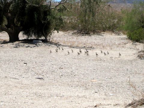 1996 Ford Bronco - A group of birds gathers on a dry, arid landscape with scattered bushes and trees.