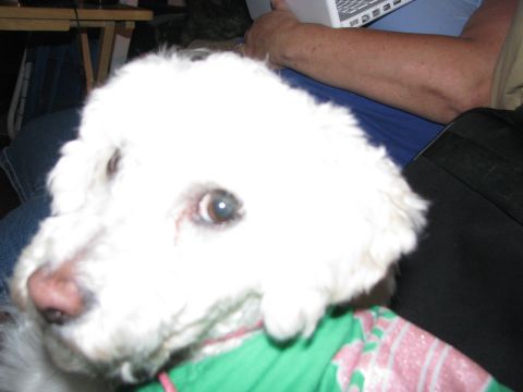 1975 Dodge Dart - A white poodle mix dog is the focus of this photo, with a person and laptop visible behind it.