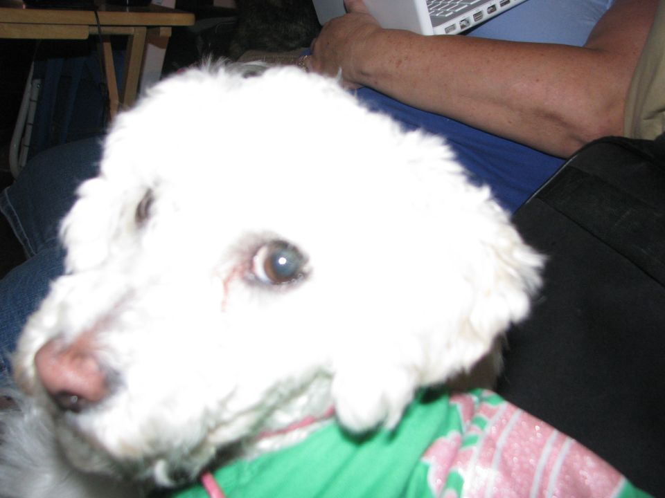 white poodle mix dog wearing green shirt, person using laptop in background