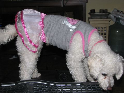 1975 Dodge Dart - A dog is dressed in a grey shirt and a pink skirt, with a bone and heart design on the shirt.