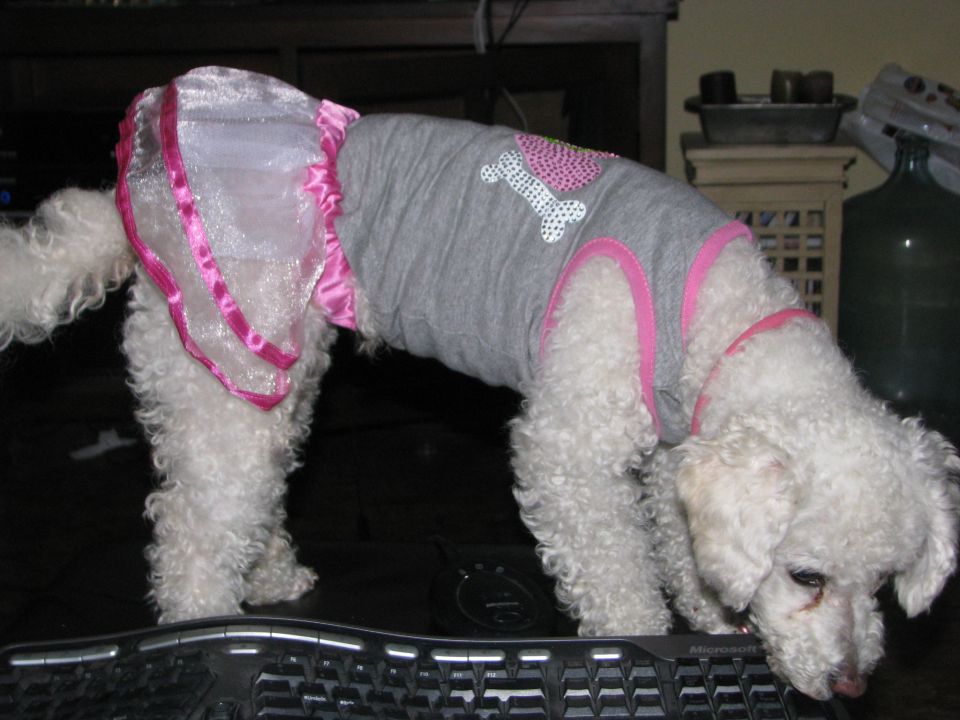White poodle mix dog wearing a grey shirt with a pink heart and bone design, and a sparkly pink skirt