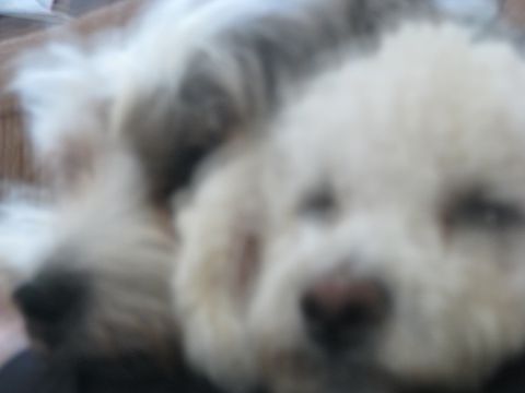 1975 Dodge Dart - This image shows two dogs, one predominantly white and fluffy, and another with a mix of grey and white fur, filling the frame.