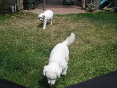 1975 Dodge Dart - Two dogs are playing in a backyard on a sunny day.