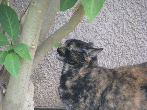1975 Dodge Dart - A tortoiseshell cat is captured in a moment of curiosity, gazing upwards beside a tree.