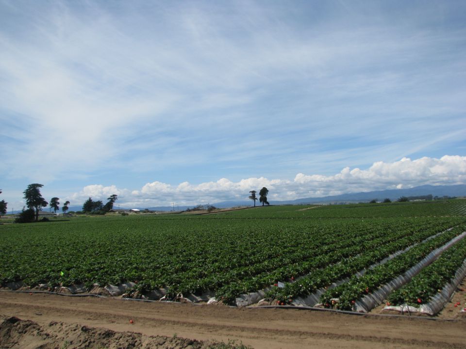 Strawberry field under a cloudy sky with distant trees and mountains