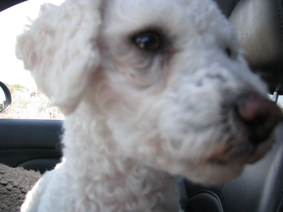 White poodle dog in car interior, Supermotors logo visible