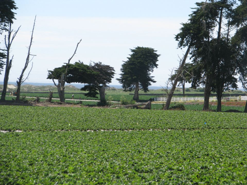 Agricultural field with cypress trees and a white fence, ocean in distance