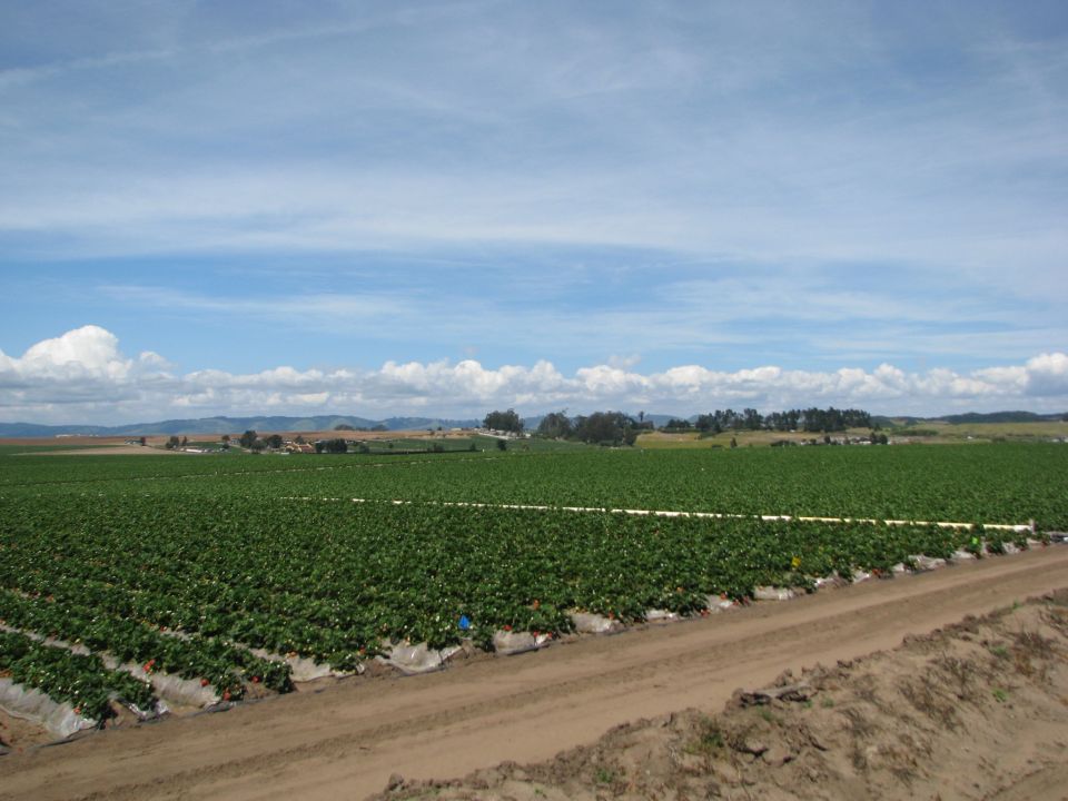 wide shot of a large strawberry field under a partly cloudy sky
