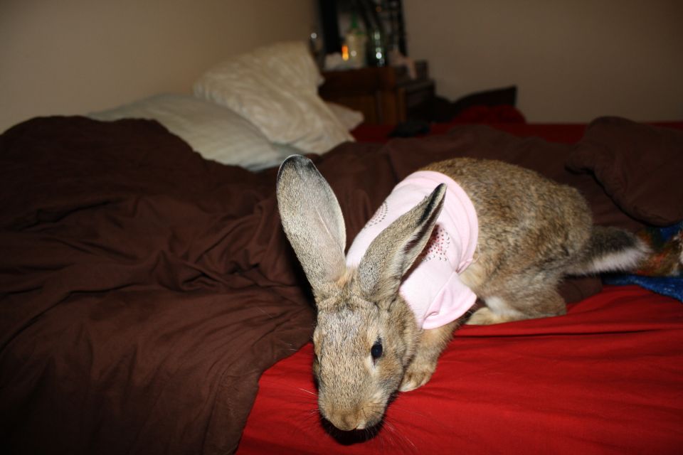 Rabbit in pink shirt on a bed
