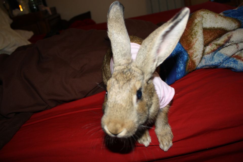 Rabbit in a pink shirt on a red surface