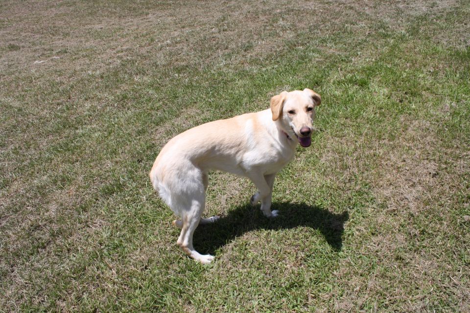 Yellow lab standing on grass