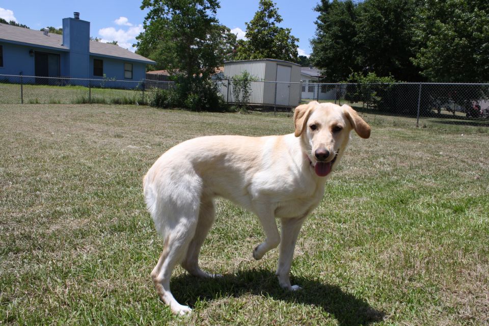 Yellow lab dog standing in a grassy backyard with a house and shed in the background
