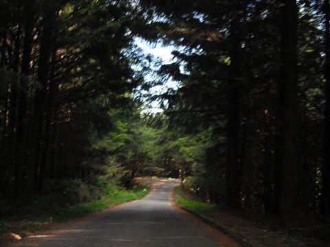 1991 Ford Bronco - A paved road curves through a dark, wooded area with sunlight filtering through the canopy.
