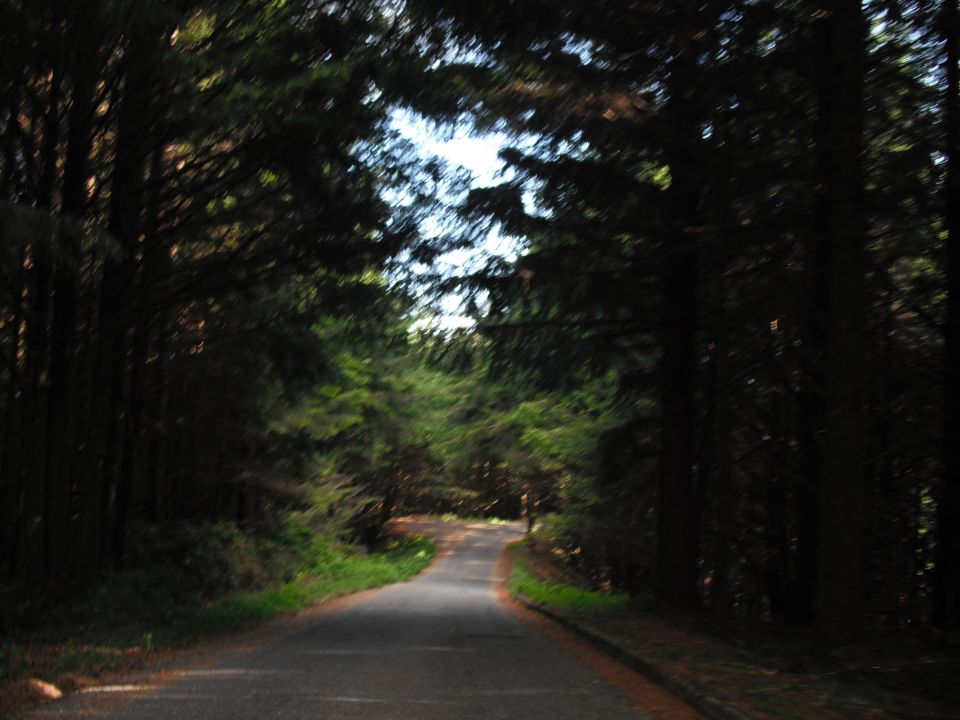 Road winding through a dense forest with tall trees