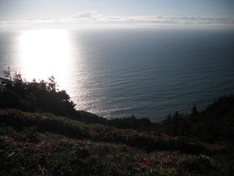 1991 Ford Bronco - A scenic view of the ocean with the sun reflecting off the water, bordered by trees and coastal brush.