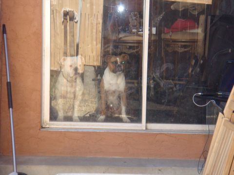 1992 Ford Bronco - Two dogs are visible through a glass door, with the interior of a room reflected in the glass.