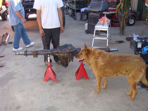 1992 Ford Bronco - A rear axle assembly is supported by jack stands in a garage setting with a dog and people present.