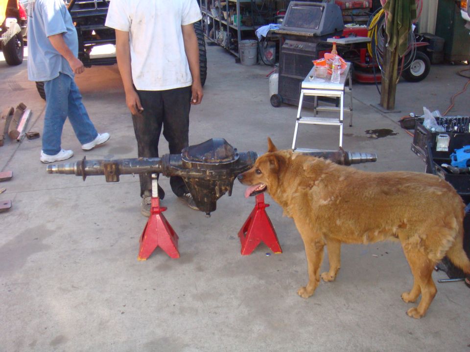 Rear axle assembly on red jack stands, dog standing next to it, people in background