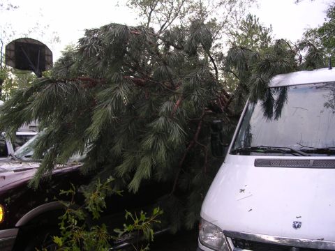 1978 Ford Bronco - A large tree has fallen, damaging two vehicles parked outside.