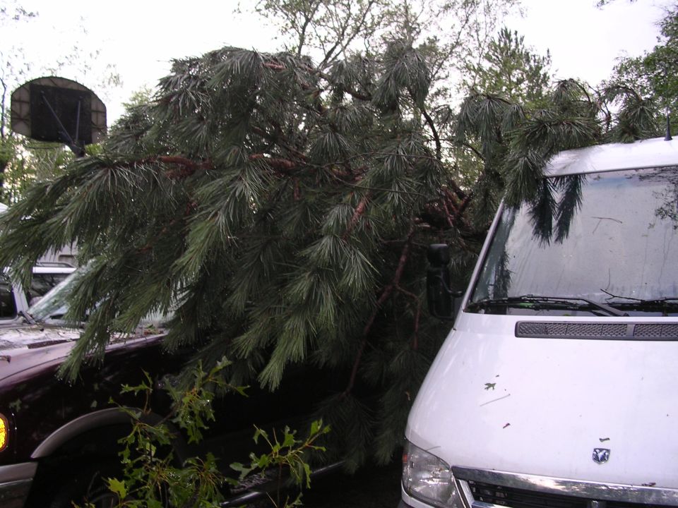 Pine tree branches cover the hoods and windshields of a dark car and a white van. A basketball hoop is visible behind the tree