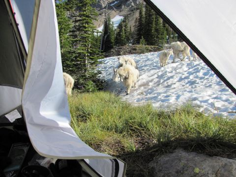 1974 Ford Ranchero - A herd of mountain goats traverses a snowy mountainside, viewed from the entrance of a tent.