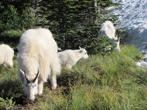 1974 Ford Ranchero - Mountain goats are seen grazing in a natural habitat. A watermark for SUPER MOTORS is visible in the lower right corner.