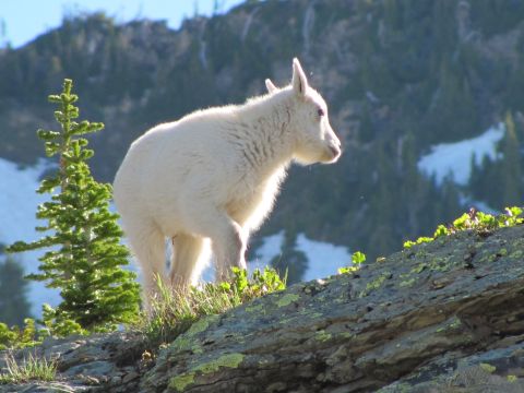 1974 Ford Ranchero - A young mountain goat stands on a rocky ledge, with a small pine tree and snowy mountains in the background.