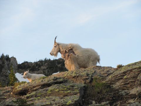 1974 Ford Ranchero - Two mountain goats, an adult and a kid, stand on a rocky mountainside with sparse vegetation and snow patches.