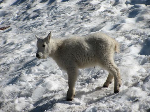 1974 Ford Ranchero - A young mountain goat stands on a snow-covered hillside, with the Supermotors logo visible at the bottom right.