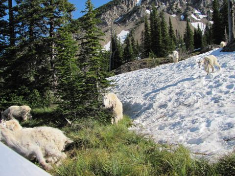 1974 Ford Ranchero - Several mountain goats graze and rest on a snow-covered mountainside surrounded by evergreen trees.