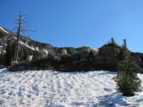 1974 Ford Ranchero - Mountain goats navigate a rocky, snow-dusted landscape on a clear day.