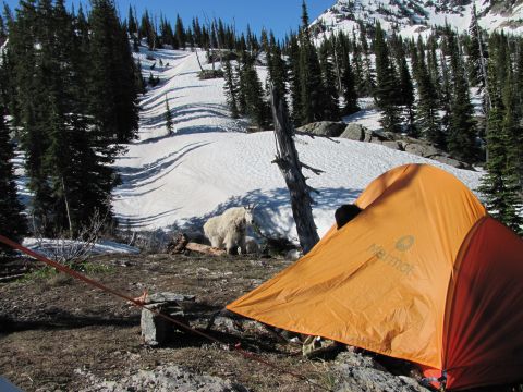 1974 Ford Ranchero - A campsite is set up in a snowy mountain landscape, with two mountain goats visible in the background.