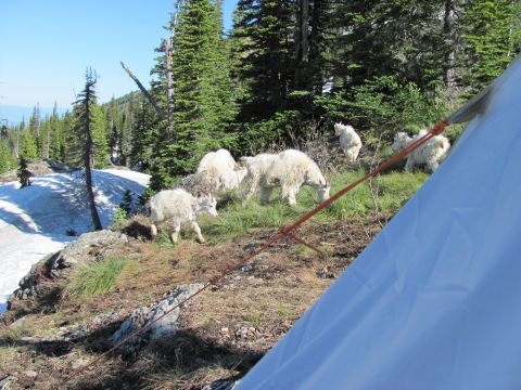 1974 Ford Ranchero - A herd of mountain goats grazes on a hillside, with a tent partially visible in the foreground.