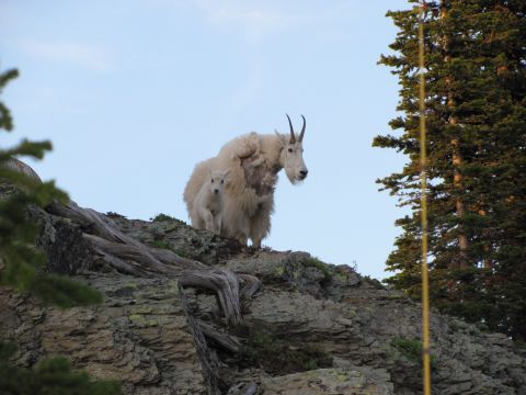 1974 Ford Ranchero - Mountain goats stand on a rocky ledge under a clear sky.