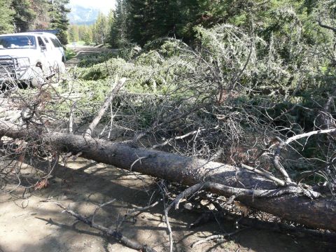 2006 Ford E350 - A white van is stopped on a dirt road blocked by fallen trees and debris.