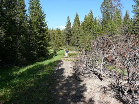 2006 Ford E350 - A person stands on a trail in a wooded area with a clear blue sky above.
