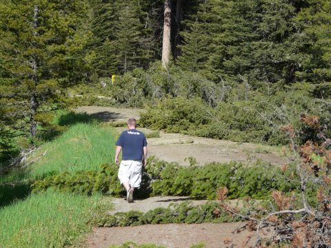 2006 Ford E350 - A man walks through a forest littered with fallen trees, indicating storm damage.