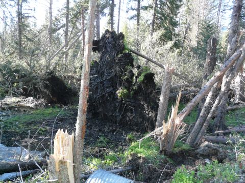 2006 Ford E350 - Evidence of tornado damage in Wilsall, with numerous trees uprooted and scattered debris.