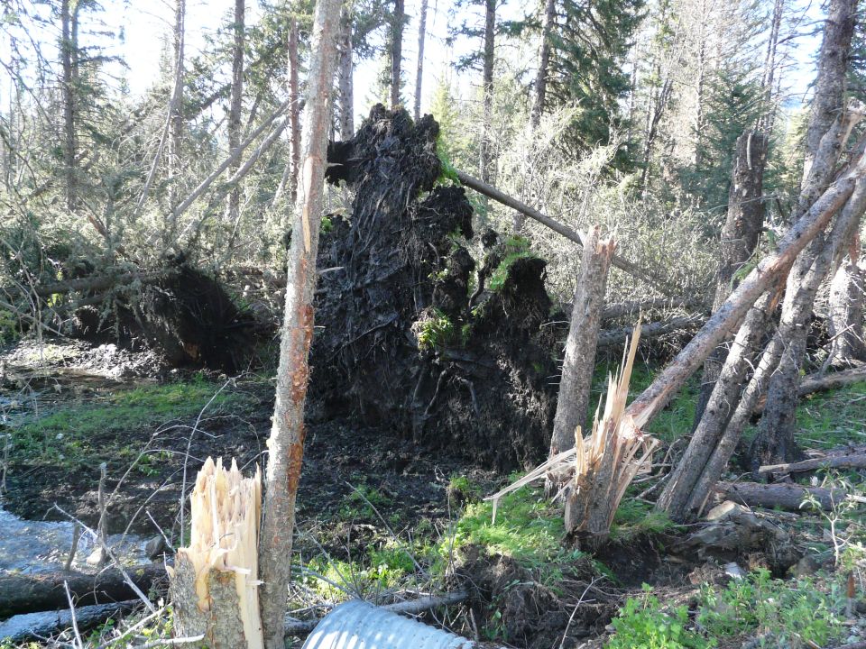 Uprooted trees and storm debris in a forest after a tornado