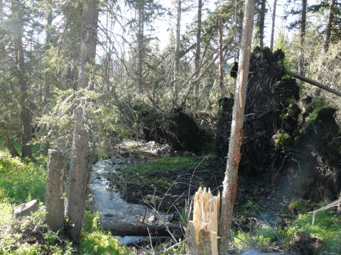 2006 Ford E350 - Forest scene with fallen trees and a stream, indicating storm damage.