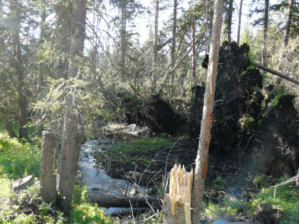 Uprooted trees and a small stream in a forest after a storm